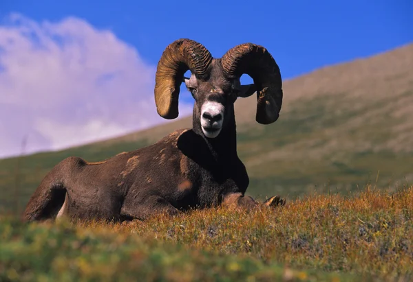 Ram di pecore bighorn letti — Foto Stock