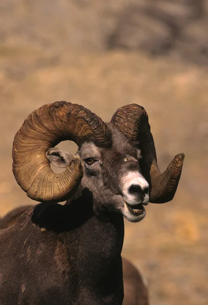 Ovce tlustorohá ram portrét — Stock fotografie