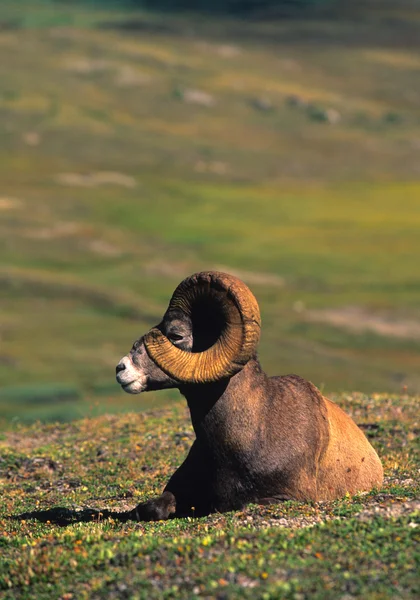 Ram ovce tlustorohá lůžkový — Stock fotografie