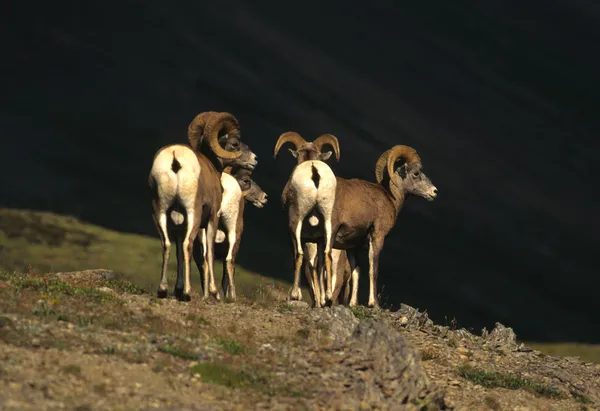 Bighorn Sheep Rams — Stock Photo, Image