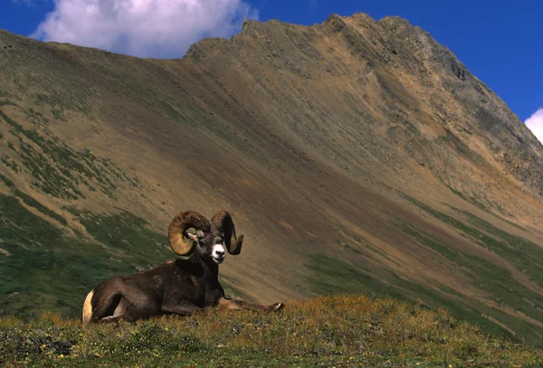 Ram di pecore bighorn letti — Foto Stock