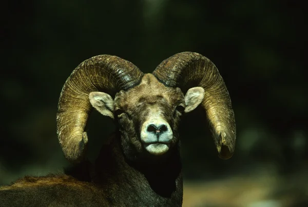 Портрет овцы Бигхорн — стоковое фото