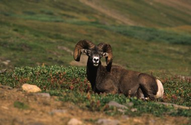 Yataklı bighorn koyun ram