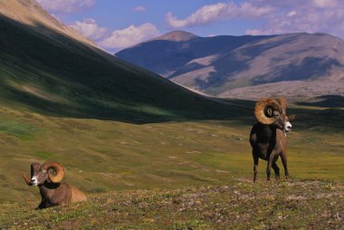 Bighorn koyun rams