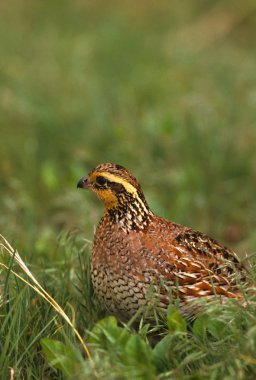 Female Bobwhite Quail clipart