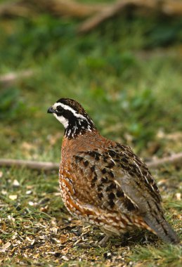 erkek bobwhite bıldırcın