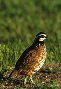 Male Bobwhite Quail clipart