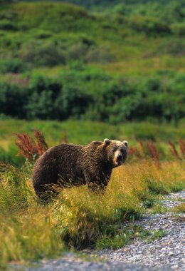 Kodiak Brown Bear clipart