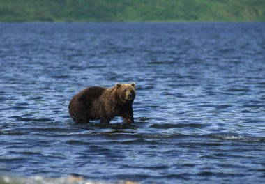 Kodiak Brown Bear clipart