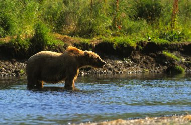 Kodiak boz ayı