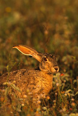 Cottontail Rabbit in Grass clipart