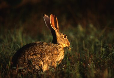 tavşan tavşan çim