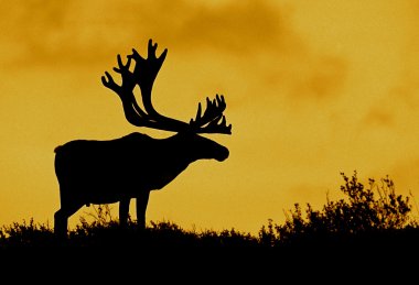 Yukarıdan çorak toprak caribou boğa