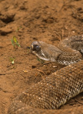 Diamondback çıngıraklı yılan