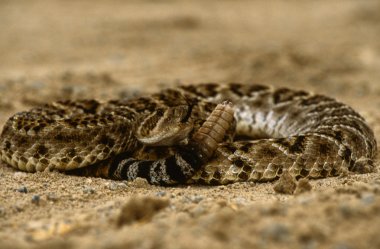 Diamondback Rattlesnake Coiled clipart