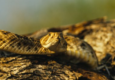 Diamondback kıvrılmış çıngıraklı yılan