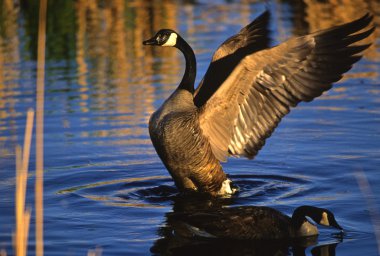 Canada Goose clipart