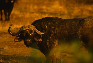 Boğa cape buffalo