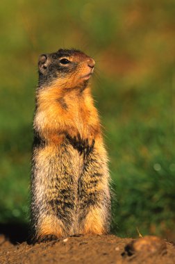 Columbian Ground Squirrel at Burrow clipart