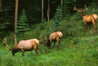 Bull Elk Feeding in Velvet clipart