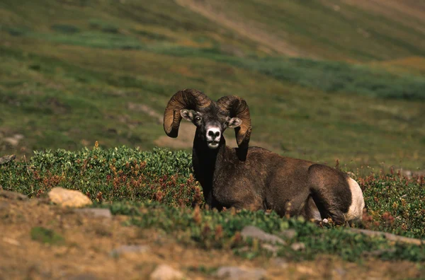 Ram πρόβατα πρόβατο με μεγάλα κέρατα κρεβάτια — Φωτογραφία Αρχείου