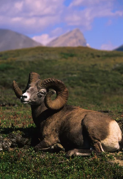 Bighorn овець Ram х місні — стокове фото
