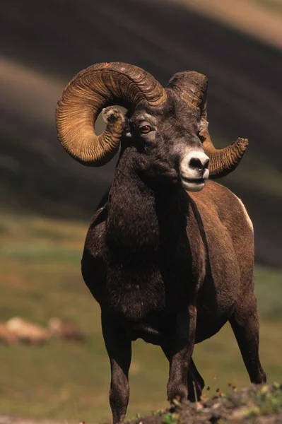 Bighorn mouton bélier — Photo