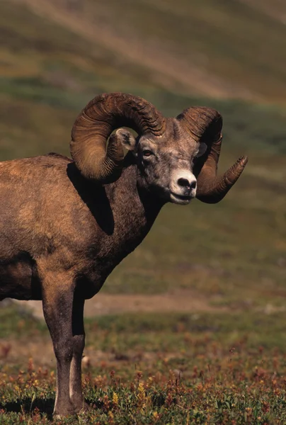 Bighorn овець оперативної пам'яті — стокове фото