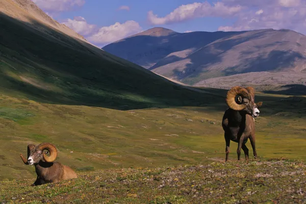 Carneros de oveja Bighorn — Foto de Stock