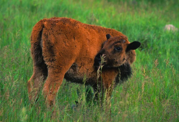 stock image Bison Calf in Meadow