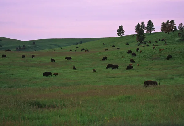 Manada de bisões em Meadow — Fotografia de Stock