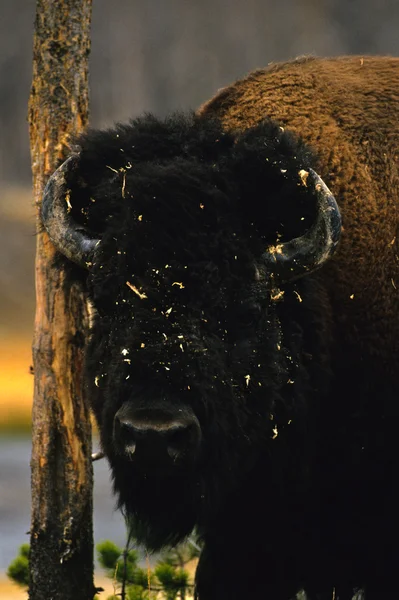Portrét bizoního býka — Stock fotografie