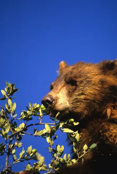 Black Bear Cub — Stock Photo, Image