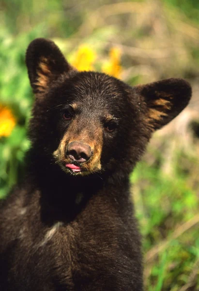 Μαύρη αρκούδα cub — Φωτογραφία Αρχείου