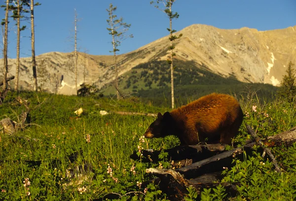 stock image Black Bear