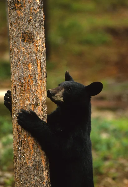 Černý medvěd horolezecké strom — Stock fotografie