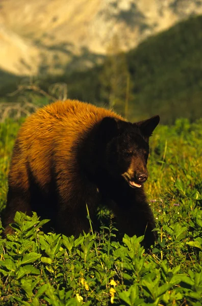 Black Bear — Stock Photo, Image