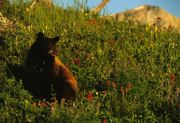 Urs negru — Fotografie, imagine de stoc