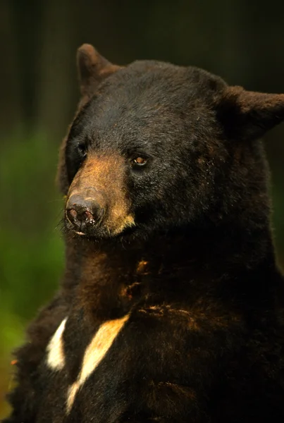 Černý medvěd — Stock fotografie