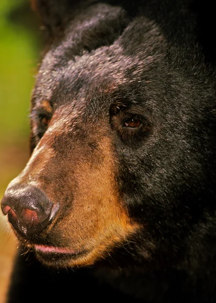 Černý medvěd portrét — Stock fotografie