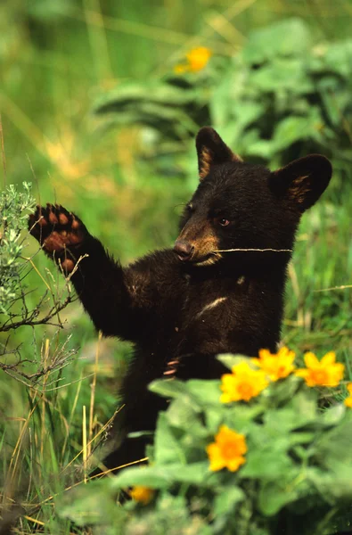 Černé medvídě — Stock fotografie