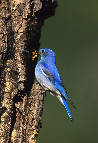 Горная голубая птица — стоковое фото