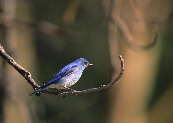 Male Mountain Bluebird — Stock Photo, Image