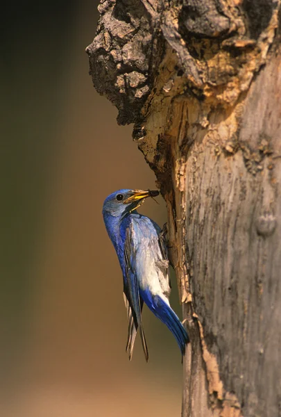 Pássaro azul da montanha macho — Fotografia de Stock