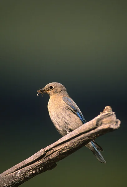 Uccello azzurro di montagna femminile — Foto Stock