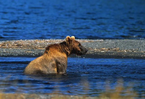 Kodiak barna medve — Stock Fotó
