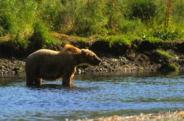 Kodiak Brown Bear — Stock Photo, Image