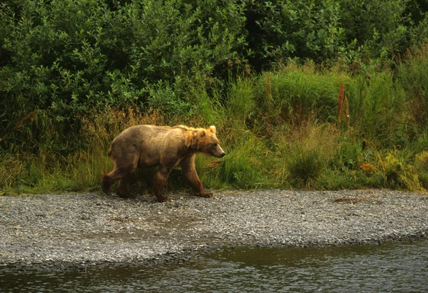 Бурый медведь Кадьяка — стоковое фото