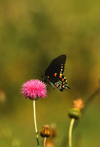 Πεταλούδα στο γαϊδουράγκαθο — Φωτογραφία Αρχείου