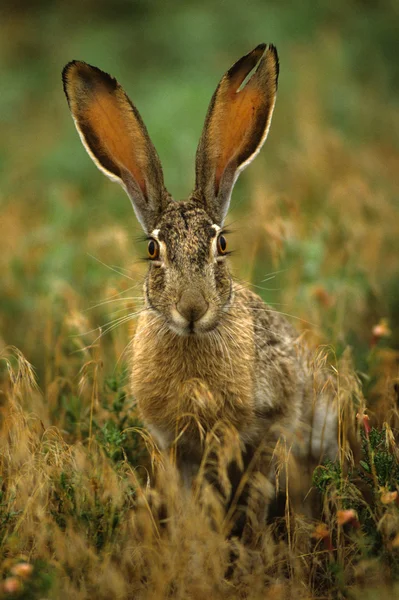 Cottontail rabbit i gräs — Stockfoto
